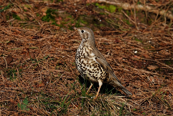Mistle thrush - B.jpg - Mistle thrush - Forest of Dean